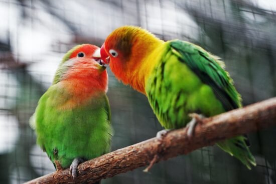 talking birds